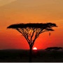 Hotel Parque Nacional Serengeti 