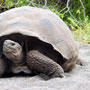 Baltra (Galapagos)