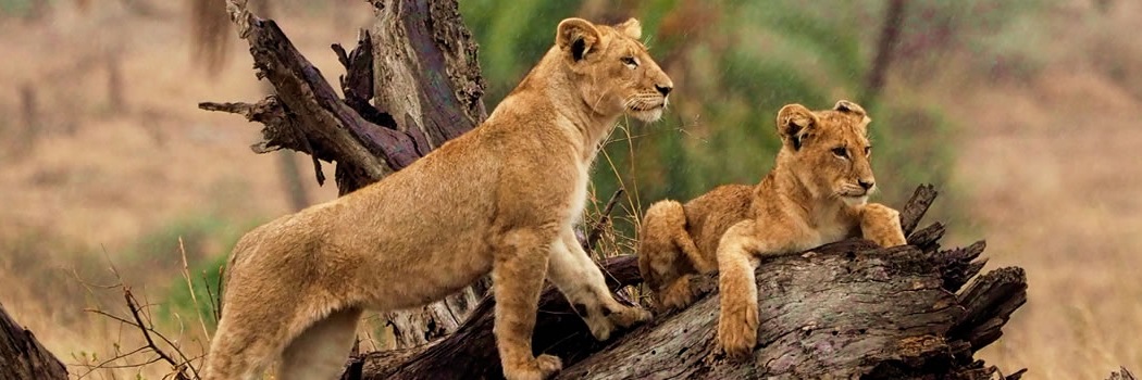 Serengeti-Nationalpark