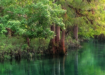 Crystal River - Fl