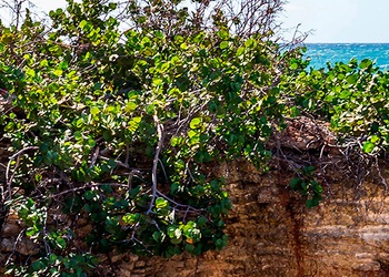 Cabo Rojo