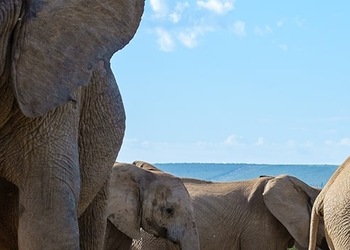 AddoElefantenNationalpark
