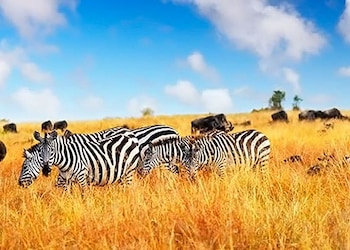 Masai Mara