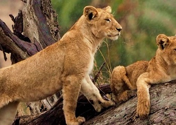 Serengeti-Nationalpark