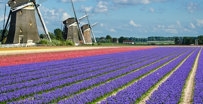 Route der Blumen Route der Blumen