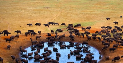 Masai Mara, Naivasha und Amboseli Masai Mara, Naivasha und Amboseli