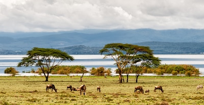 Masai Mara, Naivasha und Amboseli mit Mauritius Masai Mara, Naivasha und Amboseli mit Mauritius