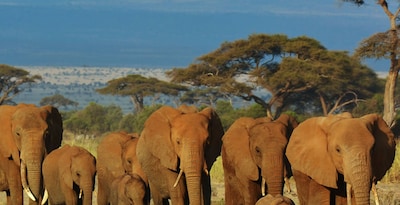 Masai Mara, Naivasha und Amboseli mit Seychellen