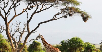 Nairobi, Samburu, Aberdare, Nakuru-See, Masai Mara, Naivasha-See und Amboseli