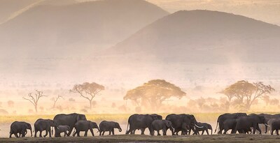 Amboseli, Nairobi, Aberdare, Nakurusee und Masai Mara
