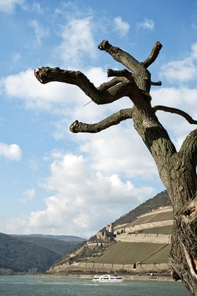 Gallery - Nh Bingen