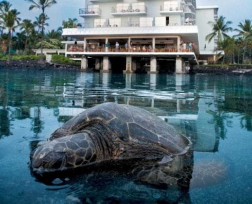 Gallery - Outrigger Keauhou Beach