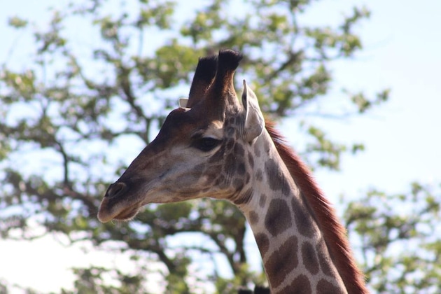 Gallery - African Rock Lodge