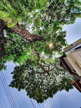 Gallery - Big Tree Old Town Hotel