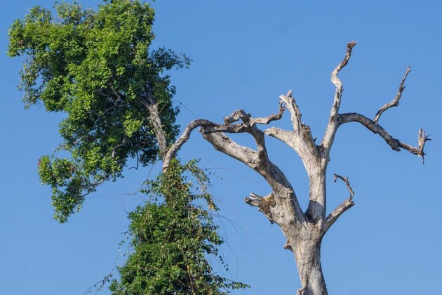 Gallery - Mekong Bird Resort