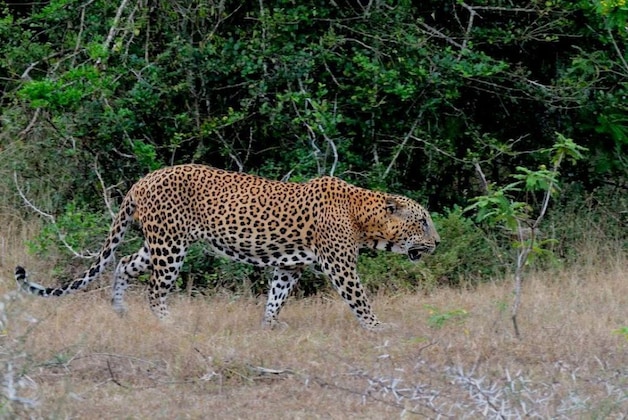 Gallery - Yala Safari Camping Front Office