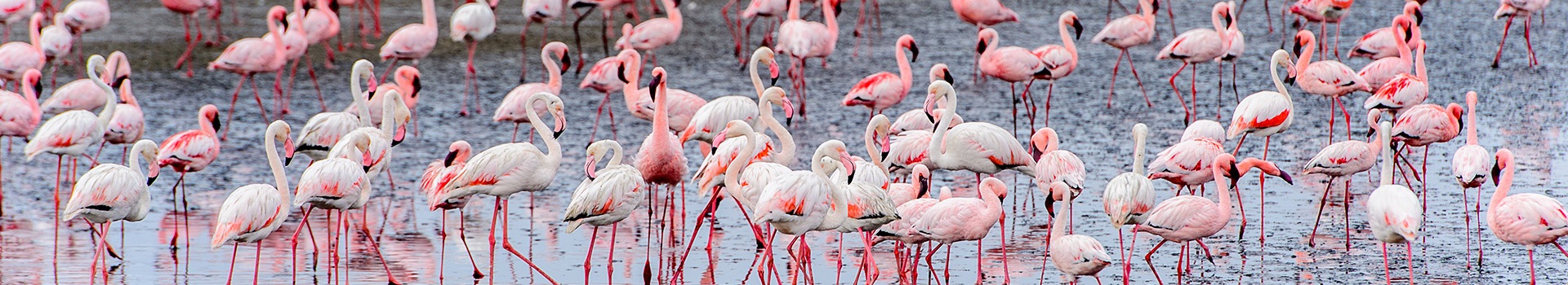 Walvis Bay