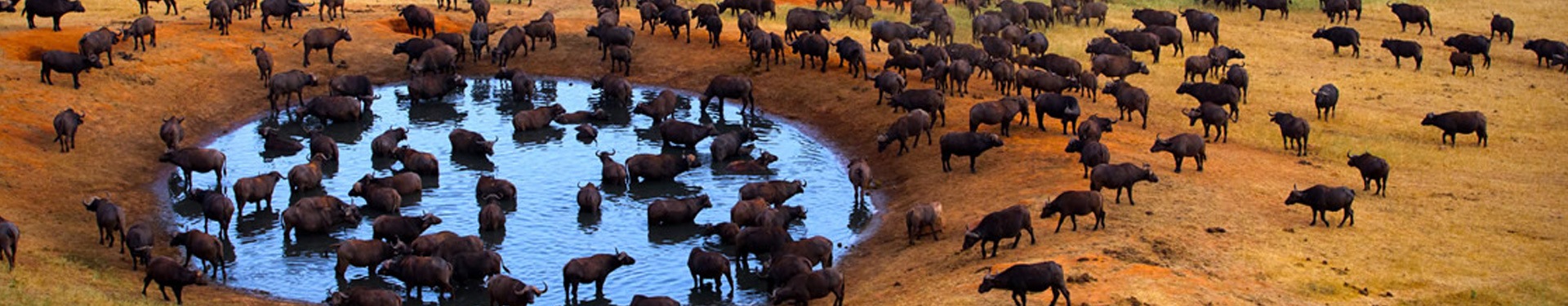 Masai Mara, Naivasha und Amboseli