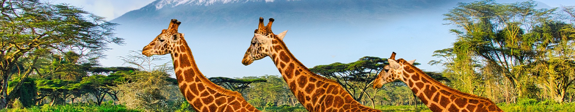 Masai Mara, Naivasha und Amboseli mit Diani-Strand