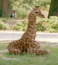 Frankfurter Zoo 