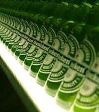 Heineken Brauerei
