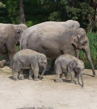 Züricher Zoo