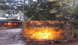 Selva De Laurel