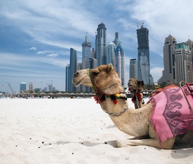 Alle Kreuzfahrten ab Dubai