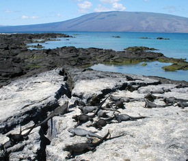 Alle Kreuzfahrten nach Punta Espinoza, Fernandina (Galapagos)