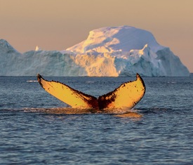 Alle Kreuzfahrten nach Ilulissat (Grönland)