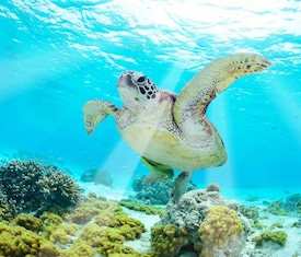 Kreuzfahrten Angebote Galapagos Inseln