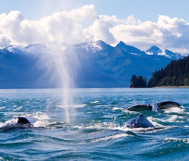 Kreuzfahrten Angebote Alaska