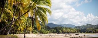 Tamarindo