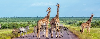 Kruger Park