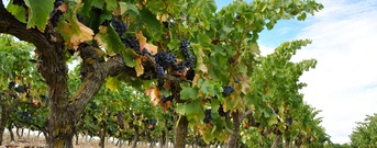 Rioja