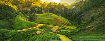 Estado de Assam