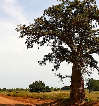 Banjul (Gambia)