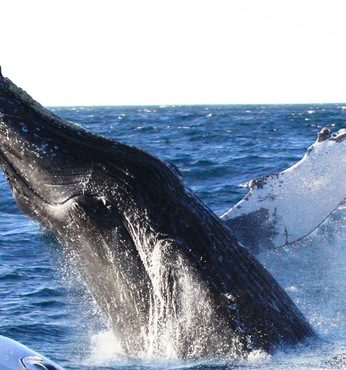 Puerto Madryn (Argentinien)