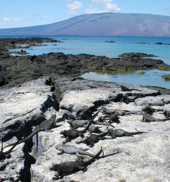 Punta Espinoza, Fernandina (Galapagos)
