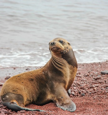Rabida (Galapagos)