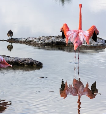 Cormorant Point, Floreana (Ecuador)