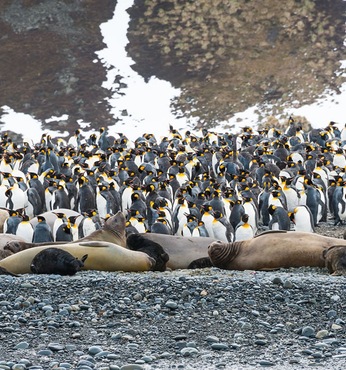 Elephant Island 