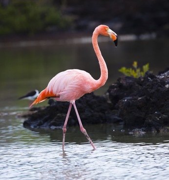 Las Bachas, Santa Cruz (Ecuador)