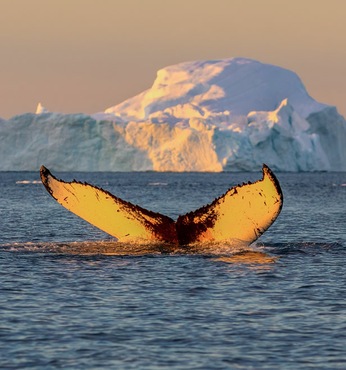 Ilulissat (Grönland)