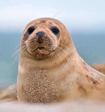 Helgoland