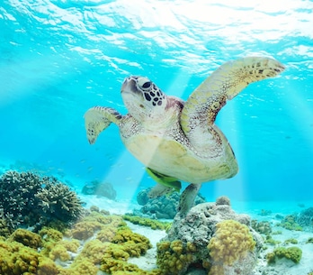 Galapagos Inseln