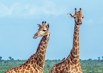 Kruger Park