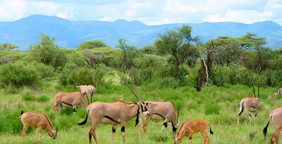 Von Tarangire nach Masai Mara