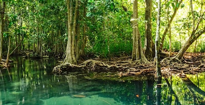 Bangkok, Chiang Rai, Chiang Mai und Krabi
