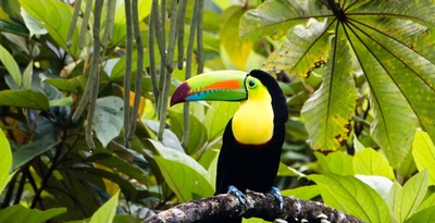 Tortuguero, Arenal, Monteverde und Guanacaste